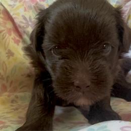 Hershey - Chocolate female Chinese Crested puppy in Crook, Colorado from Colorado Cresteds