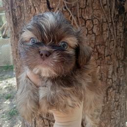 Miles dobie - Chocolate male Shih Tzu puppy in Arcadia, Florida from Kitsune Cuddles and kisses