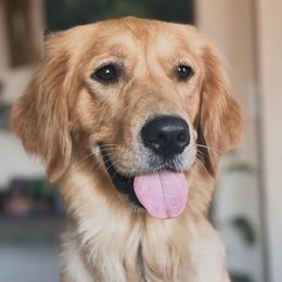 Missy - Golden Retriever