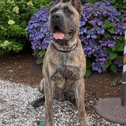 Cane Corso Puppies from Central Jersey K9