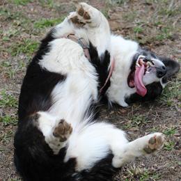 American Corgis and Cardigan Welsh Corgis from Big Sky Country Corgis