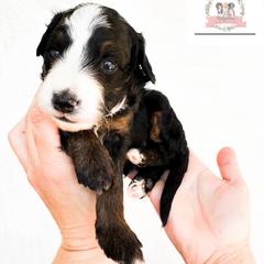 Aussiedoodle and Australian Mountain Doodle Puppies from Ridgeline Doodles