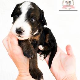 Aussiedoodle and Australian Mountain Doodle Puppies from Ridgeline Doodles