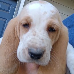 Girl 2 - female Basset Hound puppy in Richland Hills, Texas from The Basset Family