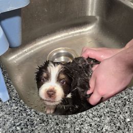 Gnat - Red tri-color female Miniature American Shepherd puppy in Vancouver, Washington from BonDrew's Miniature American Shepherds
