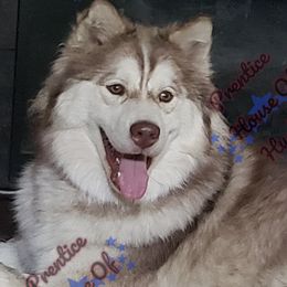 Siberian Huskies from Prentice House of Huskies