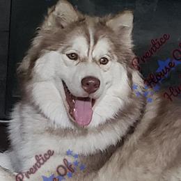 Siberian Huskies from Prentice House of Huskies