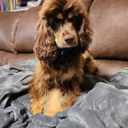 Autumn - Cocker Spaniel
