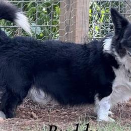 American Corgis, Cardigan Welsh Corgis, and Pembroke Welsh Corgis from Foxy Knoll Farm