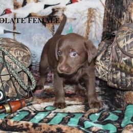 Labrador Retriever Puppies from Copper Creek Outfitters and Kennel