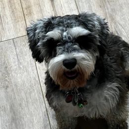 Gwen - Miniature Schnauzer