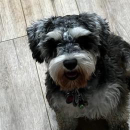 Gwen - Miniature Schnauzer