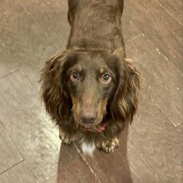 Reese - Dachshund