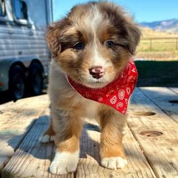 Vegas - Red merle male Australian Shepherd puppy in Preston, Idaho from KC Bar Ranch Aussies