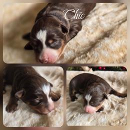 Chic - Red tri female Miniature Australian Shepherd puppy in Paris, Texas from Blue Envy Mini Aussies