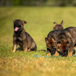 German Shepherd Puppies from Sommerfeld German Shepherds