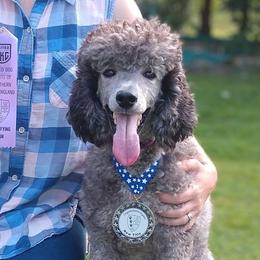 Marvel - Poodle