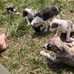 Whippet Puppies from Hertzog  Whippets
