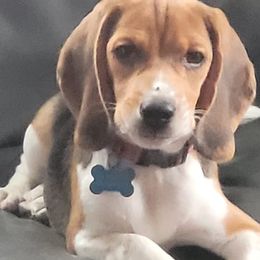 Balley - Beagle