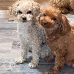 Thor - Poodle