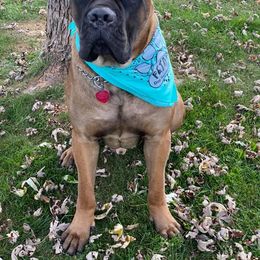 Cane Corso All Grown Up from Thunderbolt Cane Corso