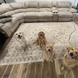 Golden Retrievers from Roberts Golden Retrievers
