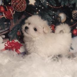 Teacup Star - White female Maltese puppy in North Myrtle Beach, South Carolina from Perfect Puppies