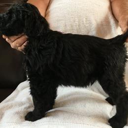 Black Russian Terrier and Golden Retriever Puppies from Russias Royalty/Goldhaven Kennel
