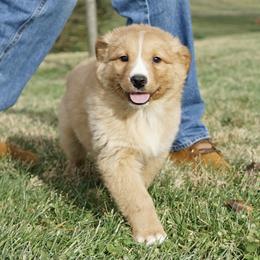 Dax - Yellow male Australian Shepherd puppy in Holmesville, Ohio from Coffee Run Spring at Miller Farms