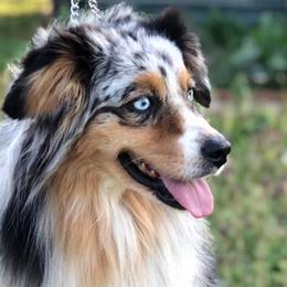 Miniature Australian Shepherds from Stonewall Ranch Aussies