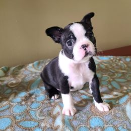 Breezy - Black and white female Boston Terrier puppy in Rogersville, Alabama from Angel's Boston Terriers