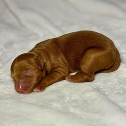 Blessing - Apricot female Goldendoodle puppy in Pleasant Prairie, Wisconsin from Prairie Doodle Dogs