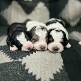 Bernedoodle Puppies from Little Diamond Doodles