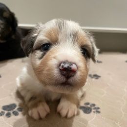 Murphy- Black - Blue merle male Australian Shepherd puppy in Hayward, California from Grissom’s Aussies