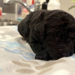 Goldendoodle and Poodle Puppies from Southern Stroll Poodles & Doodles