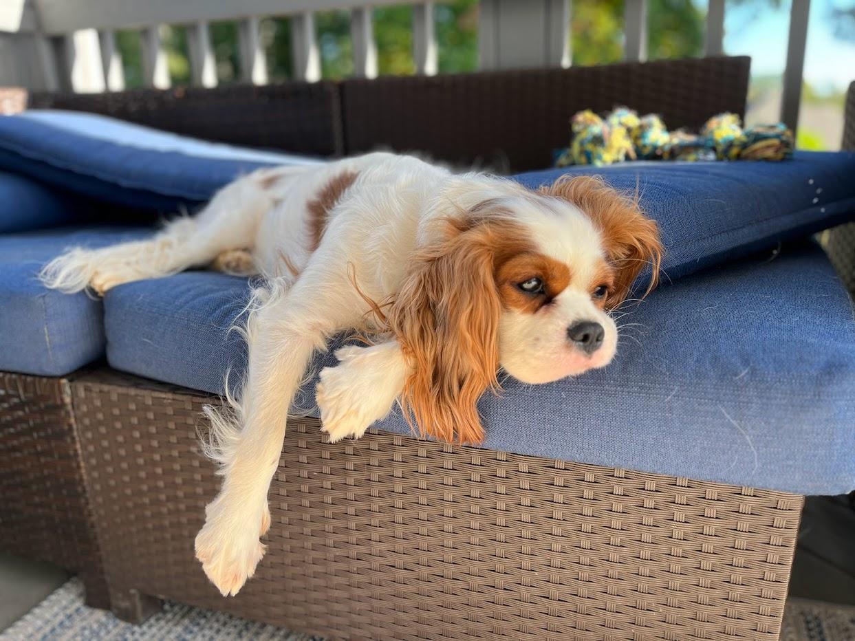 Bella