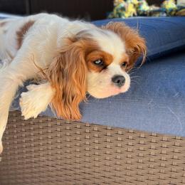 Bella - Cavalier King Charles Spaniel