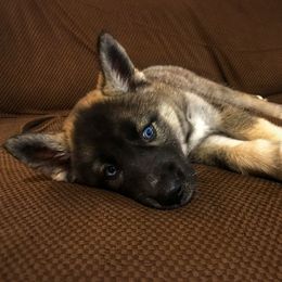 Siberian Husky Puppies from Southern Snow Dogs