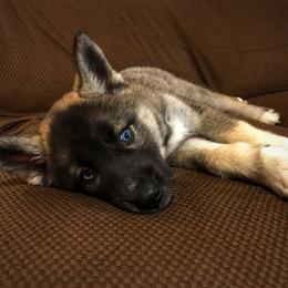 Siberian Husky Puppies from Southern Snow Dogs