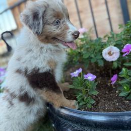 Girl 4 - Red merle female Australian Shepherd puppy in San Bernardino, California from Zermeno Ranch