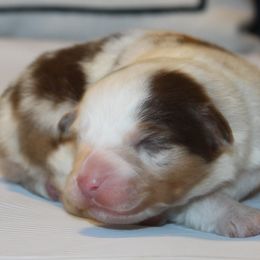 Mazie (amazing grace) - Red merle female Australian Shepherd puppy in Cookeville, Tennessee from Spring Creek Aussies