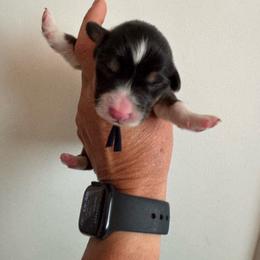 Deegz - Black and tan male Pembroke Welsh Corgi puppy in Benjamin, Utah from Nuna’s  Corgis