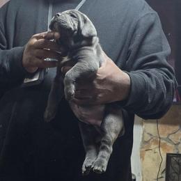 Blue 3 - Gray male Cane Corso puppy in Jacksonville, Florida from Fleming Cane Corso's