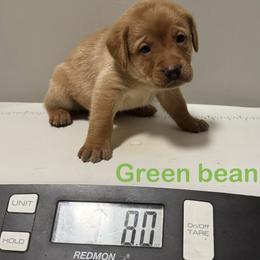 Green Bean - Yellow male Labrador Retriever puppy in Tigard, Oregon from Morrison Labrador Retreivers