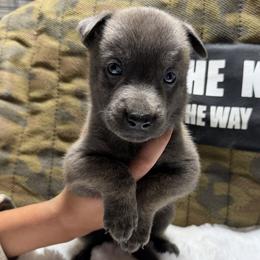Kai - Silver brindle male Dutch Shepherd puppy in Watertown, Connecticut from APACHEK9