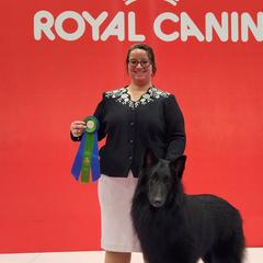 Belgian Sheepdogs from Sans Soleil