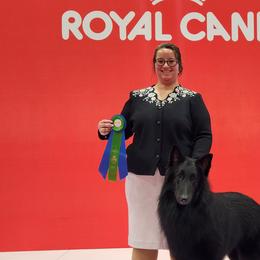 Belgian Sheepdogs from Sans Soleil