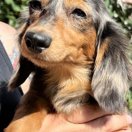 Charlie - Dachshund