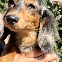 Charlie - Dachshund