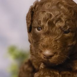 Boy 3 - Goldendoodle puppy in Noxapater, Mississippi from Southern Grace Goldendoodles